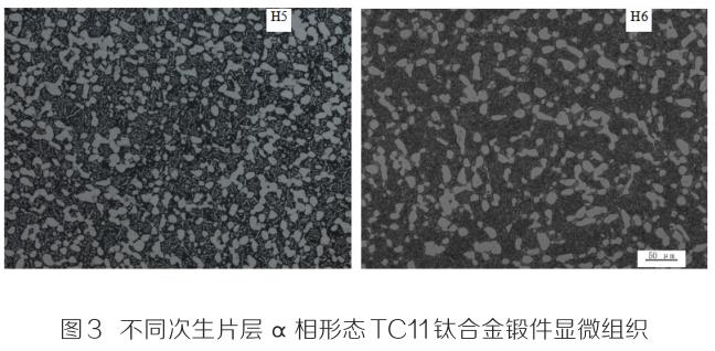 1701210939329101.jpg t3.jpg